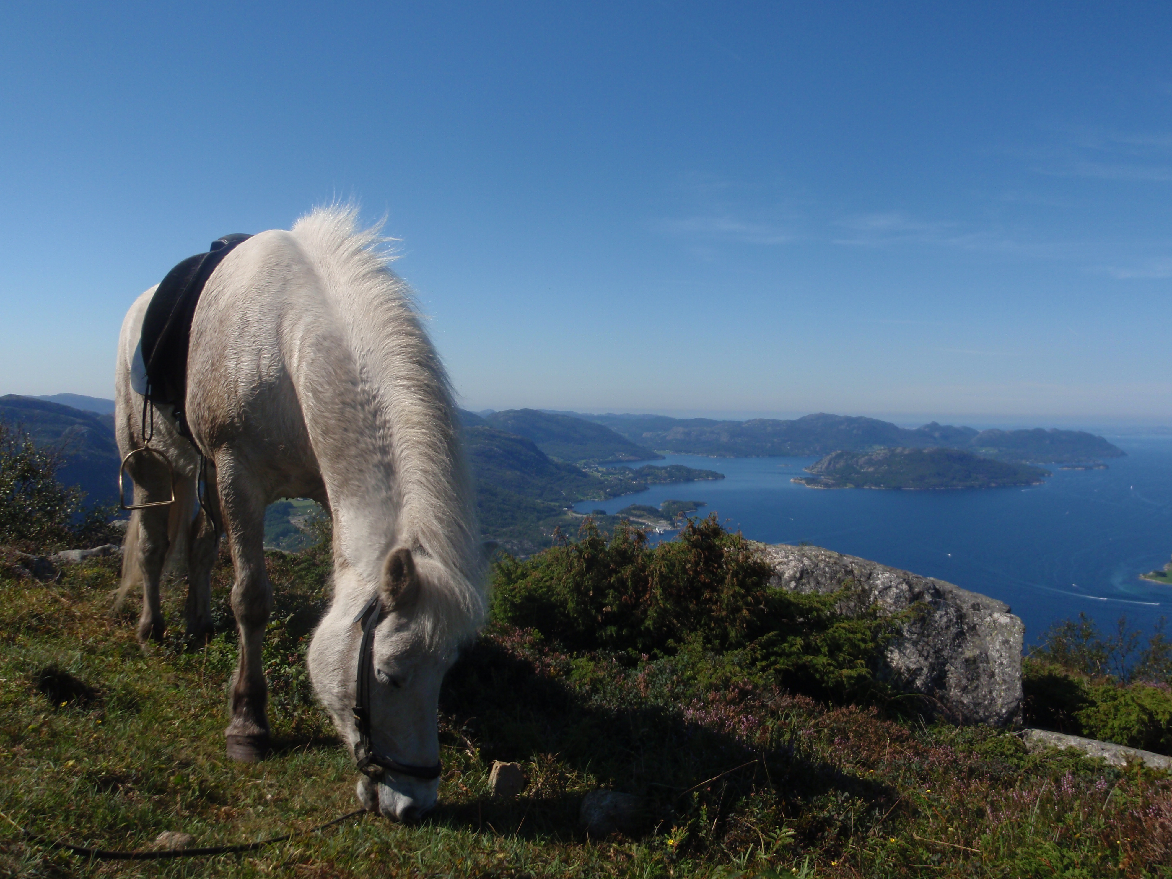 Flaumur fra
              Forsand
