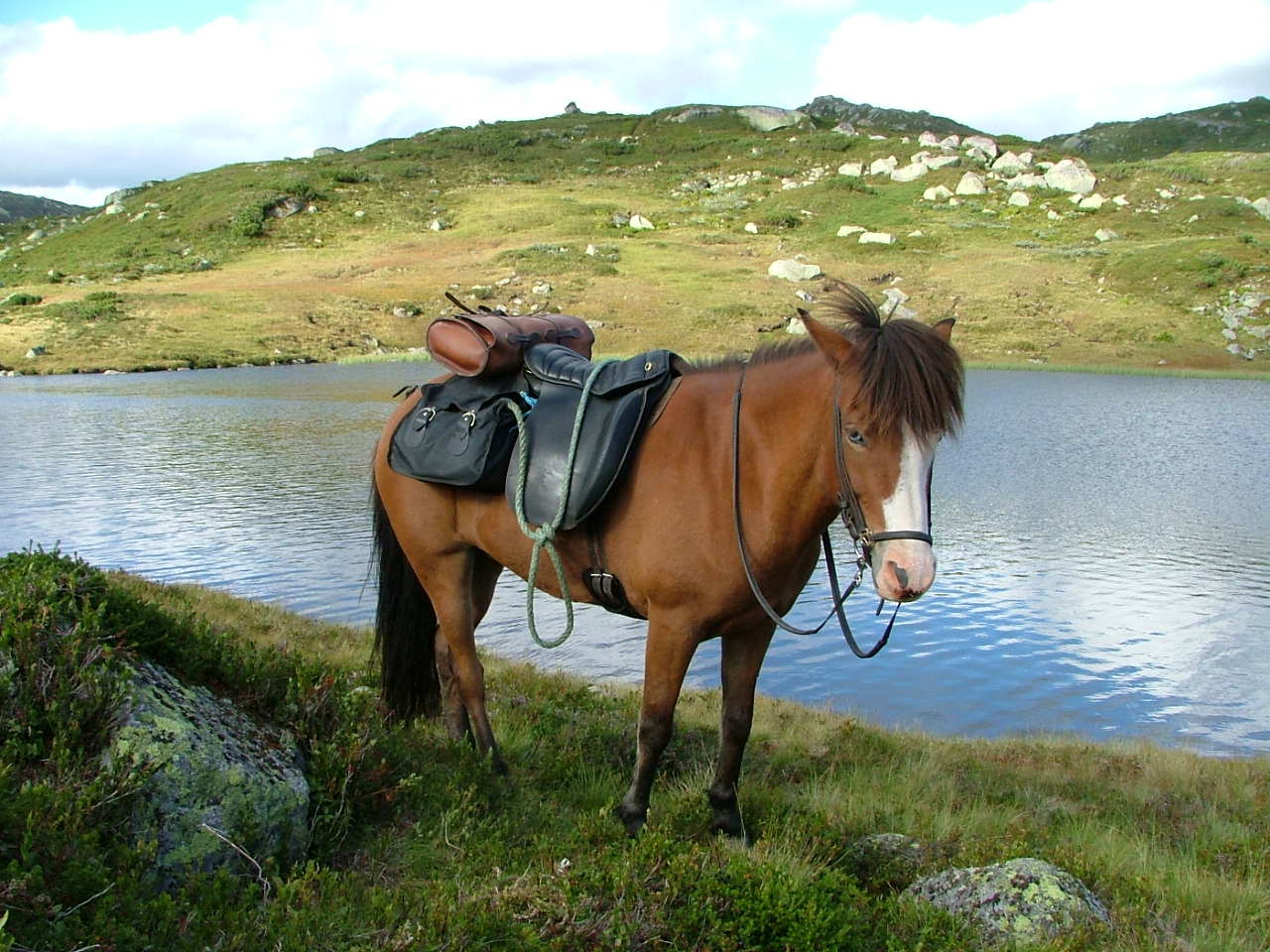Grima fra
              Fossanmoen