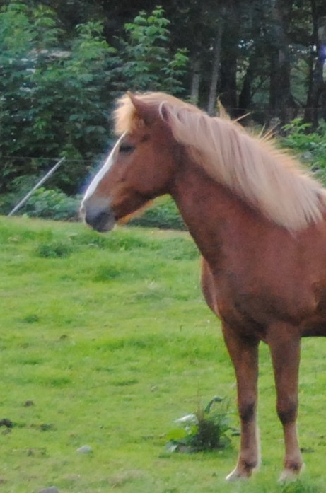 Bassi fra
              Steinum
