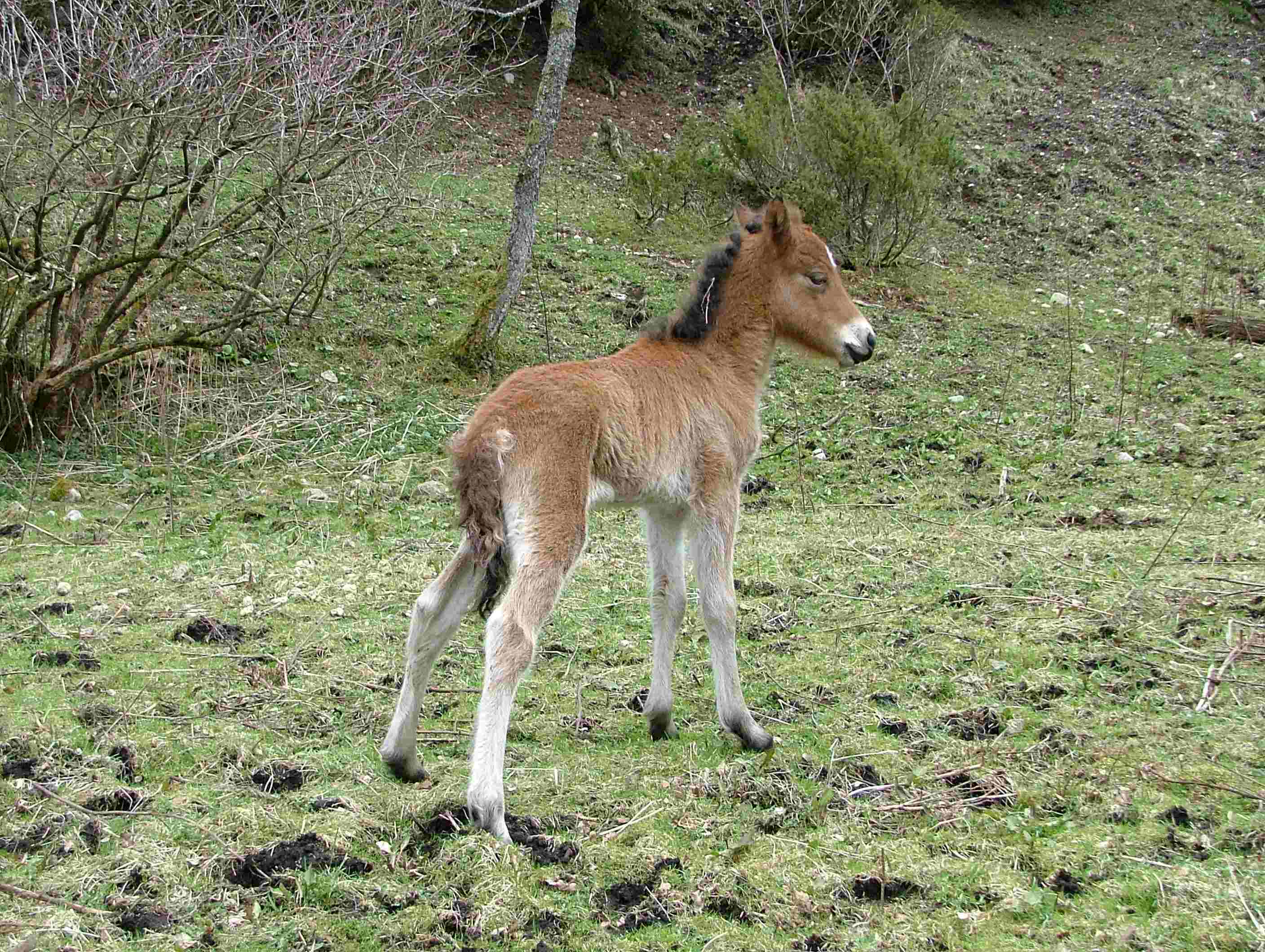 Hekla