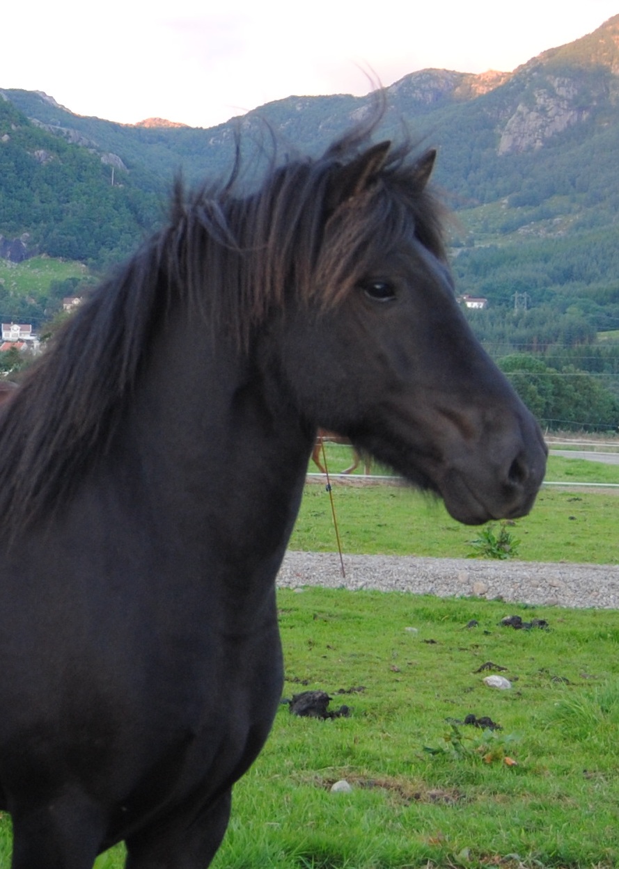 Sp&ouml;k
              fra Fossanmoen